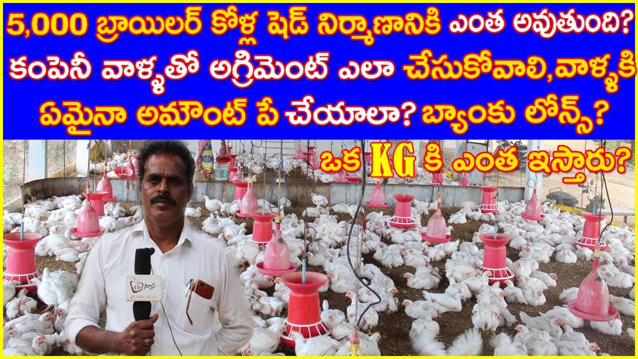 Success Story of Poultry Farmer|5000 బ్రాయిలర్ కోళ్లషెడ్ నిర్మాణానికి ఖర్చు?కంపెనీవాళ్ళతో Agreement?