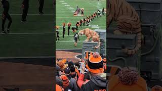 MY FIRST TIME ON PAYCOR STADIUM. 01/08/23 #bengals #ruleofthejungle
