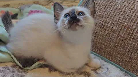 Video 6504371: siamese cat kitten, sweet siamese kitten, siamese cattery, chocolate point siamese, female siamese, cat old