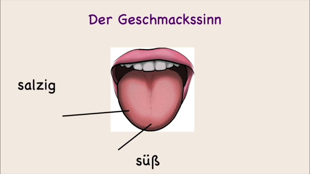Der Geschmackssinn YouTube