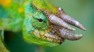 RARE 3 Horned CHAMELEON