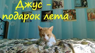 Джус - подарок лета (история рыжего кота с хорошим концом)