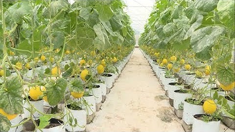 Mô hình sản xuất rau củ quả sạch ứng dụng công nghệ cao