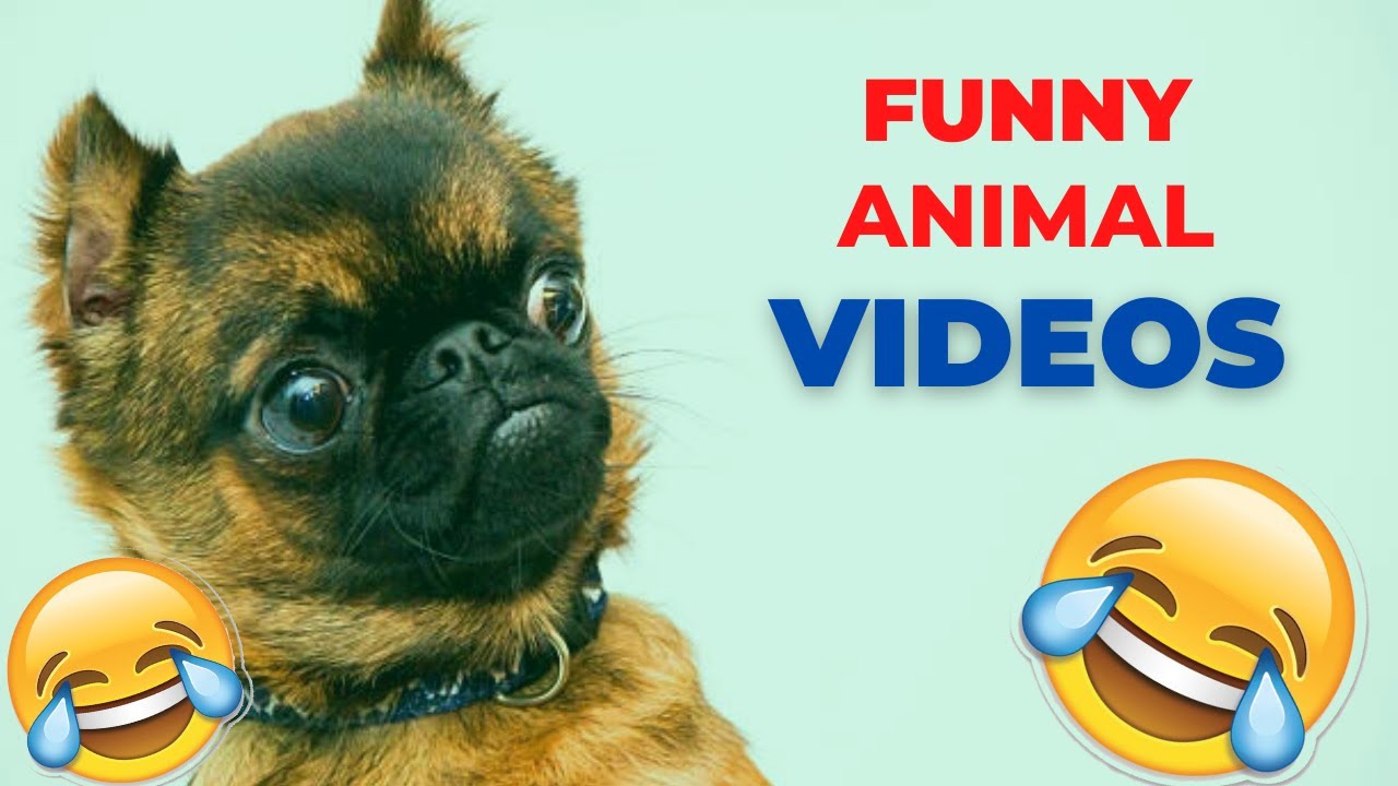 Funny Animal Videos 2022 🤣 Funniest And Cute Dogs And Cats Videos 5