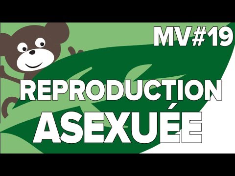 Reproduction Asexuée des Animaux  MV #19-SVT Collège -Mathrix