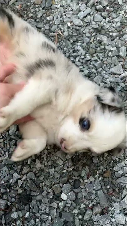 Mini australian shepherd breeders new england