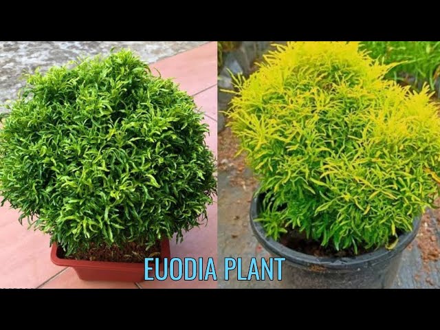 Euodia plant care | How to care aralia plant | Ball aralia plant - YouTube