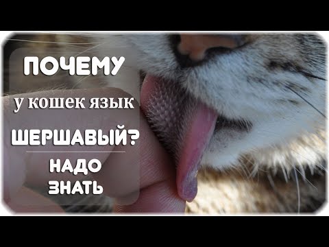 Почему у кошек шершавый язык, а у собак - гладкий?