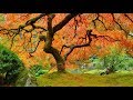 Entspannungsmusik Zen-Garten - Asiatische Einfluss Musikinstrumente - Meditationsmusik
