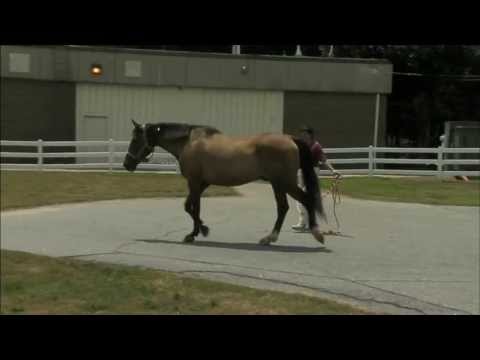 ვიდეო: კოჭლი ცხენი უნდა იყოს სადგომი?