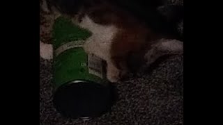 my cat trying to destroy a pringles can for 3 minutes straight