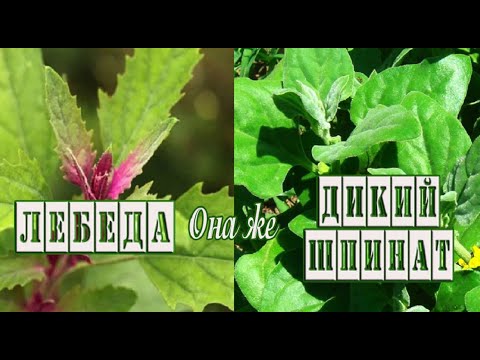 Лебеда– съедобный и