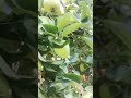 Mere varatice🍎🍎🍎#mere #apple #nature #foryou