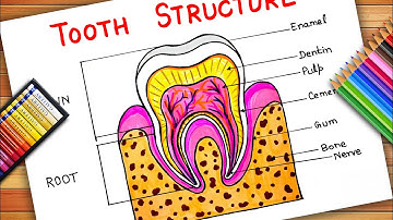 How To Draw Teeth Anatomy | Tooth Structure | Structure Of Tooth Drawing | Tooth Anatomy Diagram