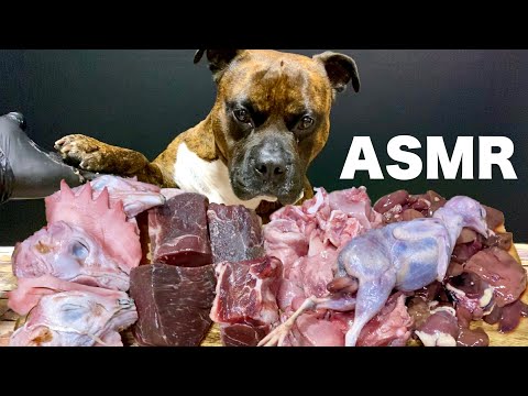 【大食い犬ASMR】生肉を久々にバウンス君スタイルで食べてみたらいい感じでしたw
