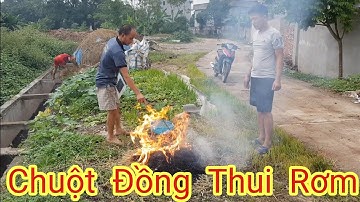 Đặc sản chuột đồng quê thui rơm