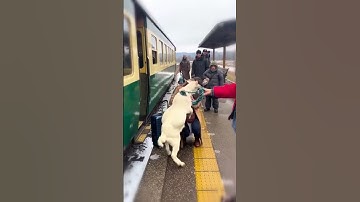 A Goat Reunites With His Mom 💖