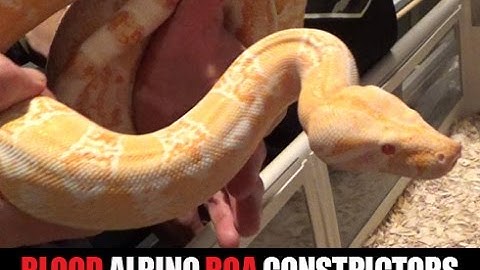 Bloody Boa Constrictors! Perfect Predators- Part 3