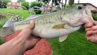 Pre Spawn/Spawn bass fishing in Pond