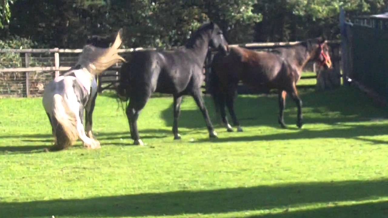 Coloured colt getting a beating from a mare he's getting fresh with.