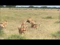 Rogue male lions mess with the wrong  lion pride