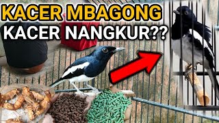 KACER MBAGONG | DR KACER