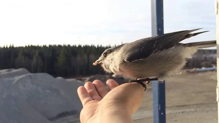 The Grey Jay(Canada's national bird)