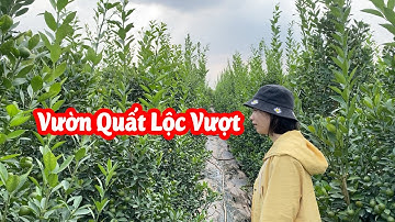 Vườn Quất Lộc Vượt Tại Văn Giang - Hưng Yên