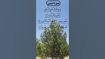 SURAH AT TIN TILAWAT سورة التين Egzon Ibrahimi #egzonibrahimi #surahattin #surahtin #attin #Quran