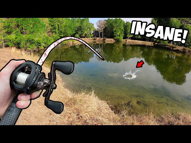 BED FISHING for GIANT BASS in an ULTRA CLEAR POND!!! (INSANE) 