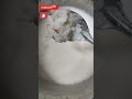 தேங்காய் பால் அவல்/Coconut milk rice flakes #shorts #cooking #food #recipe #short #healthy #coconut