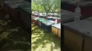 Собираем пчелопакеты 2021. Ивано-Франковская обл.(Плохое качество видео)
