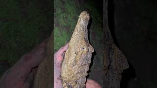 Looking for a 20 foot anaconda! #reptiles#snake#wildlife#animals#nature#colombia#crocodile#shorts