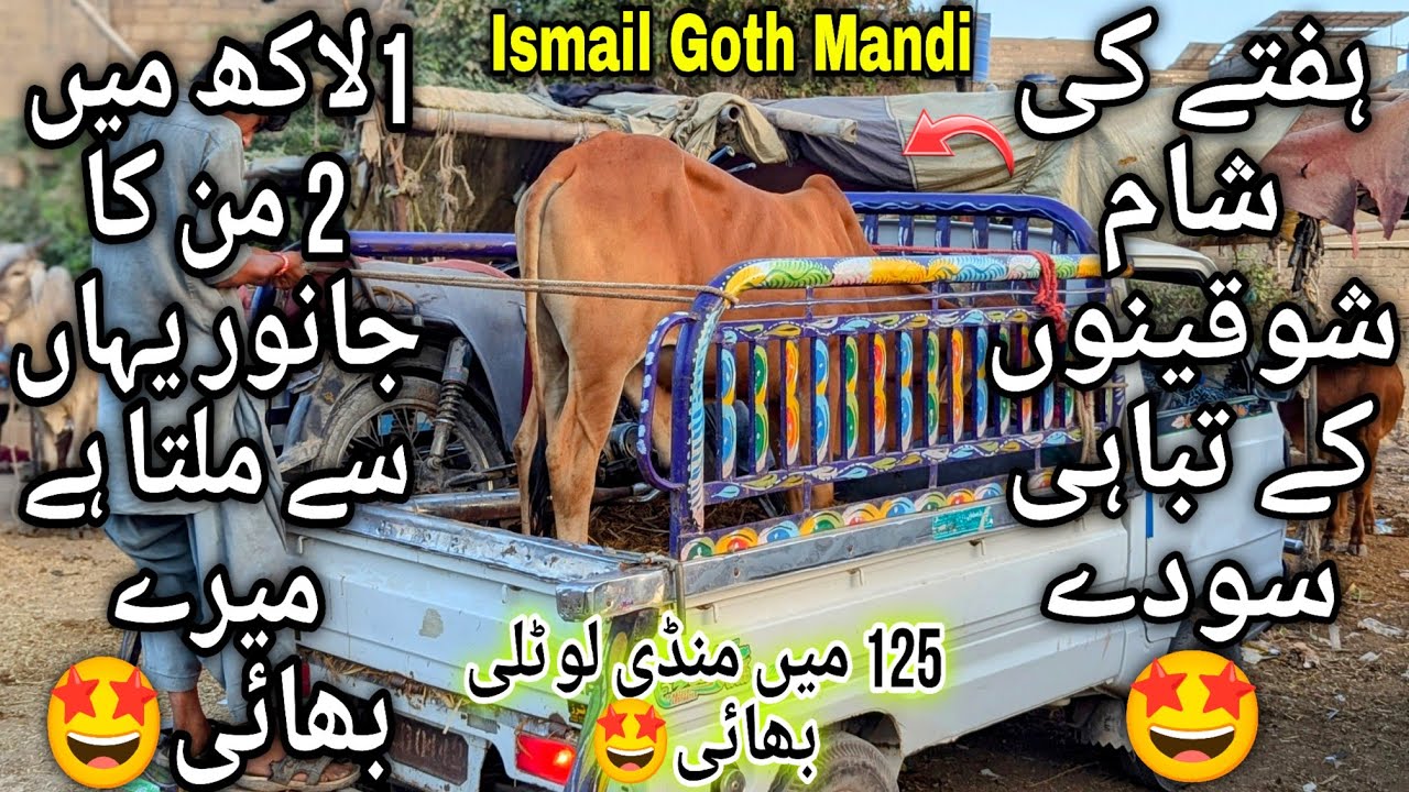 Ismail Goth Mandi Karachi Cattle Latest Saturday Evening Position 17 May 2025 | Bakra Eid Season2025
