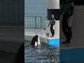 ラビーちゃんと匠トレーナーさん、1 #shorts #鴨川シーワールド #잉어 #killer #orca #シャチ #鯱