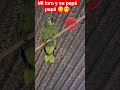 Mi Loro Jesús Y Su Papá Papá Mi Loro Jesús Y Su Papá Papá