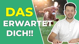 Damit Hunde und Katzen lange gesund bleiben - Tierisch Gesund