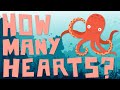 Understanding Octopus Circulatory System