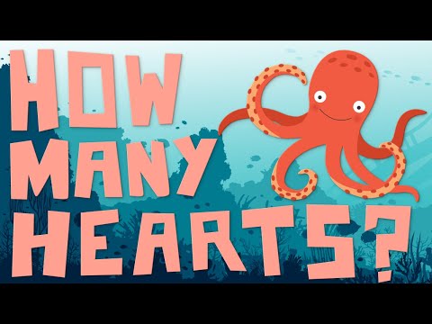 How Many Heart The Octopus Have? - Aljazeera medical center