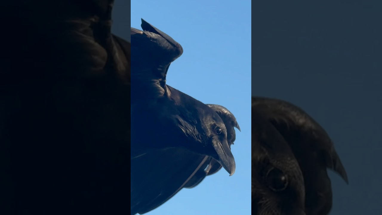 Guarda Raven Flying Windy Day #raven #corvid #bird #nature #urbanwildlife su YouTube Guarda Raven Flying Windy Day #raven #corvid #bird #nature #urbanwildlife su YouTube