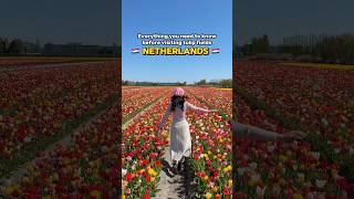 Tulip fields in Netherlands #holland #keukenhof #tulip