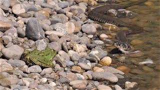 Very large grass snake meets large frog / Sehr grosse Ringelnatter trifft auf grossen Frosch