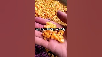 Bài Mồi Nền, Bắp Thóc ủ Chua Câu Cá Trôi, Chép, Trắm, Hiệu Quả - Dể Làm || Đam Mê Câu Cá