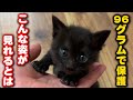 体重96gの子猫が奇跡を起こしました