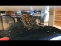 酔っぱらいの飼い主に呼ばれるトゥル