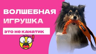 видео: СОБАКА НЕ УМЕЕТ ИГРАТЬ? ПРОБЛЕМА НЕ В ТЕБЕ (наверно)) картинка: СОБАКА НЕ УМЕЕТ ИГРАТЬ? ПРОБЛЕМА НЕ В ТЕБЕ (наверно))
