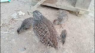 Lombok quail is feeding its chicks