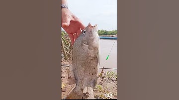 Câu CÁ TRÁP mùa gió chướng 2022 #shorts #seabream