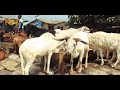 Sallah: Why Ram is sold from N120,000 upwards as  dealers lament low patronage at Kara Market