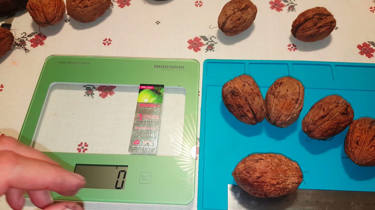 Гигантский грецкий орех  Giant walnut